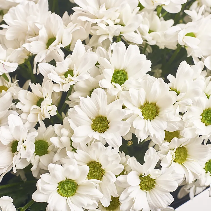 Букет из 15 белых ромашковых хризантем