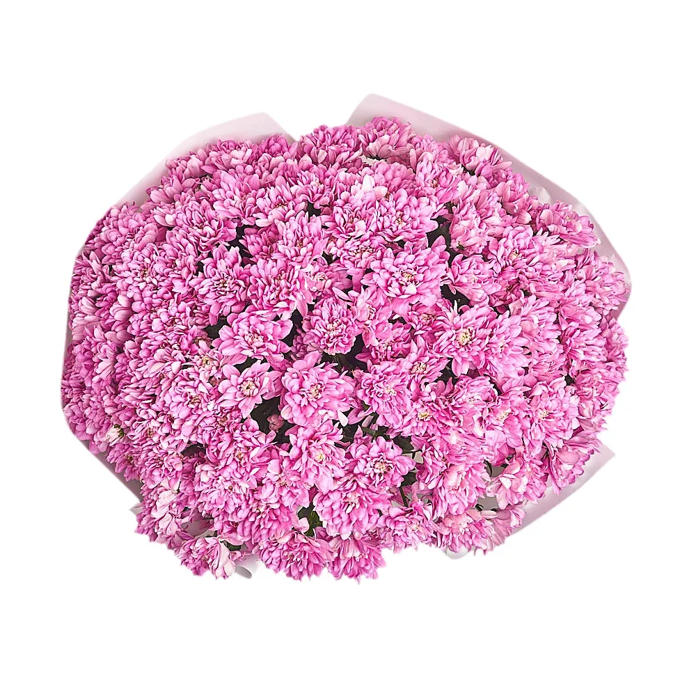 Букет из 25 ярко-розовых хризантем