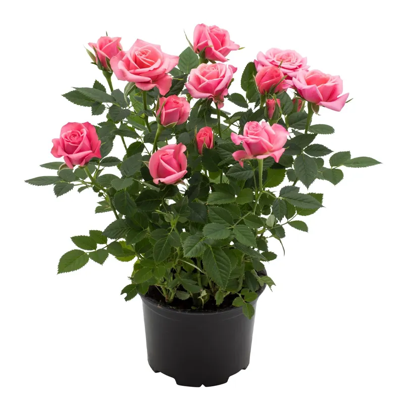 Горшечная кустовая розовая роза